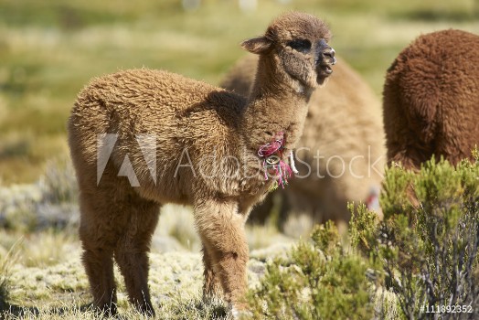 Picture of Baby Alpaca Lama pacos on a wetland in Lauca National Park northern Chile